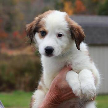 CT Moon avail Oct 24 (Scarecrow Festival- Somers, CT) -  Australian Shepherd Dog for Adoption in Eastford, Connecticut - CT Moon Avail Oct 24 (Scarecrow Festival- Somers, CT) | PetCurious