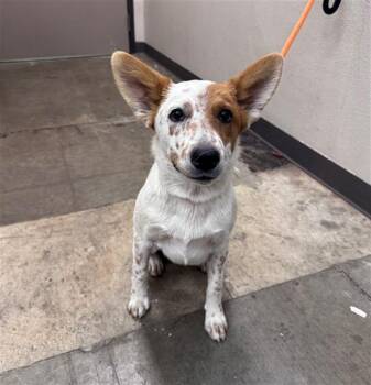 PIPER -  Australian Cattle Dog Blue Heeler Dog for Adoption in Ontario, California - PIPER | PetCurious