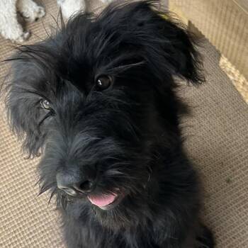 Charm** D69964 -  Poodle and Mixed Breed Dog for Adoption in Minnetonka, Minnesota - Charm** D69964 | PetCurious