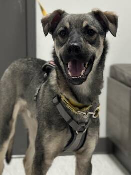 Shepherd Dogs Available for Adoption in Mississauga, Ontario - Mavi | PetCurious