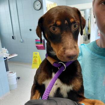Denton 4402 -  Jack Russell Terrier and Mixed Breed Dog for Adoption in Loxahatchee Groves, Florida - Denton 4402 | PetCurious