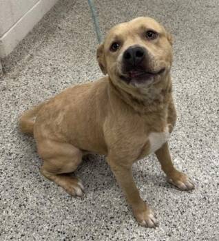 Adobe -  Pit Bull Terrier and Mixed Breed Dog for Adoption in Kansas City, Missouri - Adobe | PetCurious