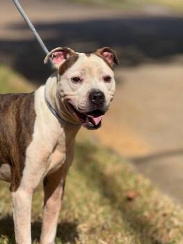 Rescue American Staffordshire Terrier Dogs for Adoption in Houston, Texas - Henry | PetCurious