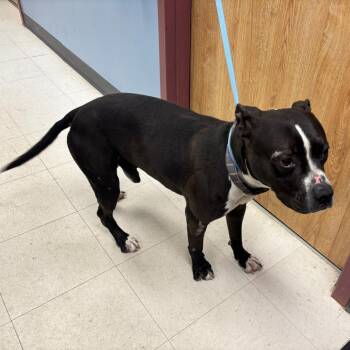 Dog Quixote -  Pit Bull Terrier and Mixed Breed Dog for Adoption in Saint Joseph, Missouri - Dog Quixote | PetCurious