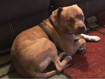 ROLO -  Mixed Breed Dog for Adoption in West Palm Beach, Florida - ROLO | PetCurious