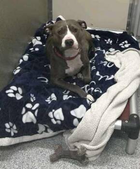 Rescue Pit Bull Terrier Dogs for Adoption in Annapolis, Maryland - Gabby Ray | PetCurious