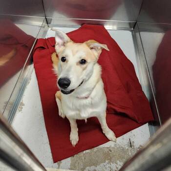 Rescue Mixed Breed Dogs for Adoption in Davenport, Iowa - Leslie Knope | PetCurious