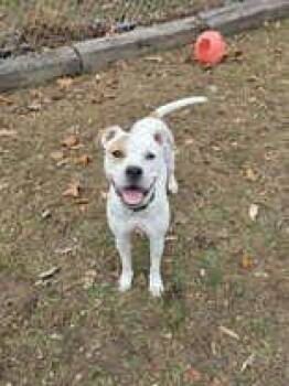 Pit Bull Terrier Dogs Available for Adoption - Penny | PetCurious