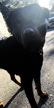 Rescue Rottweiler and Mixed Breed Dogs for Adoption in Savannah, Georgia - Apophis | PetCurious