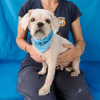 ANCHOR -  Shih Tzu and Mixed Breed Dog for Adoption in Richmond, California - ANCHOR | PetCurious