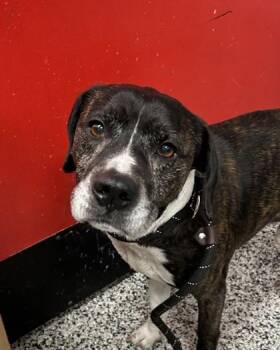 Mixed Breed Dogs Available for Adoption - Hughbert | PetCurious