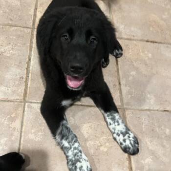 Bumblebee 22702 -  Great Pyrenees and German Shepherd Dog Dog for Adoption in Cumming, Georgia - Bumblebee 22702 | PetCurious