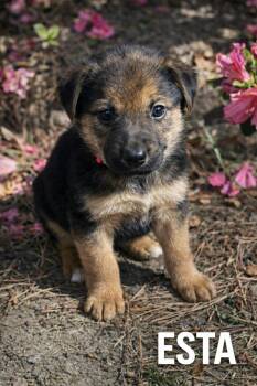 German Shepherd Dog and Labrador Retriever Dogs Available for Adoption in Lucas, Texas -  Esta  | PetCurious