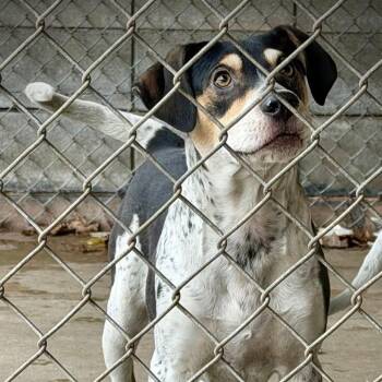 Boxer Dogs Available for Adoption in Washington, District Of Columbia - Hamilton | PetCurious