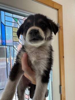 Ember -  Mixed Breed Dog for Adoption in Exshaw, Alberta - Ember | PetCurious