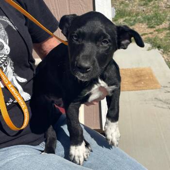 Mixed Breed Dogs Available for Adoption - Benedict | PetCurious