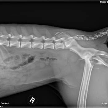 Pit Bull Terrier Dogs Available for Adoption - 196 (2026) China | PetCurious