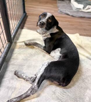 Freya -  Border Collie and Lancashire Heeler Dog for Adoption in Severance, Colorado - Freya | PetCurious