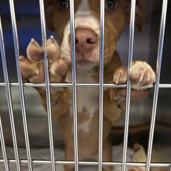 Mixed Breed Dogs Available for Adoption - Cheeka Norris | PetCurious