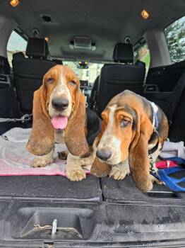 Leroy & Rufus -  Basset Hound Dog for Adoption in Auburndale, Florida - Leroy & Rufus | PetCurious