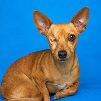 Twinkie-one eyed sweetie -  Chihuahua Dog for Adoption in Hondo, Texas - Twinkie-one Eyed Sweetie | PetCurious