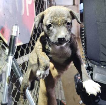 LYLA -  Terrier Dog for Adoption in San Antonio, Texas - LYLA | PetCurious