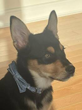 Peeper #5221 -  Australian Shepherd Dog Available for Adoption in Ontario, California - Peeper #5221 | PetCurious