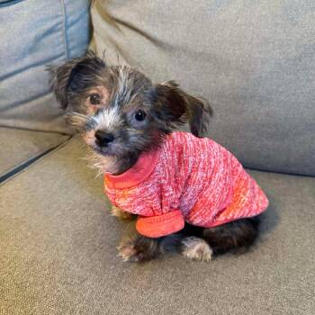 Chihuahua Dogs Available for Adoption - Rum | PetCurious