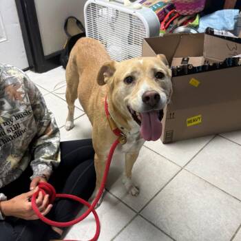 Labrador Retriever Dogs Available for Adoption in Savannah, Georgia - UR Mom | PetCurious