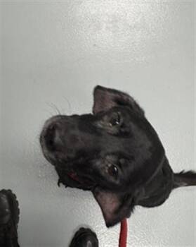 SHADY -  Labrador Retriever and Mixed Breed Dog for Adoption in St. Cloud, Florida - SHADY | PetCurious