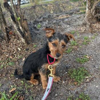 Mixed Breed Dogs Available for Adoption - Marvin | PetCurious