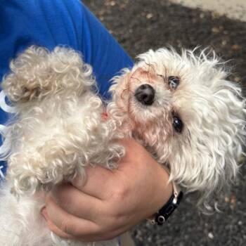 Shih Tzu and Poodle Dogs Available for Adoption - Usagi | PetCurious