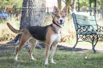 93352a Marley -  Shepherd and Siberian Husky Dog for Adoption in North Charleston, South Carolina - 93352a Marley | PetCurious
