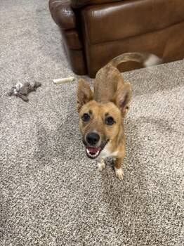 Rescue Mixed Breed Dogs for Adoption in Grand Island, Nebraska - Todd | PetCurious