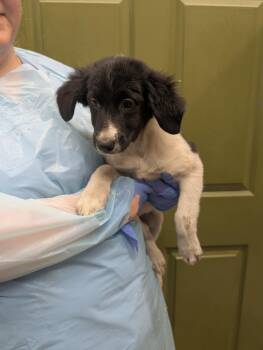 Astroid -  Australian Shepherd Dog for Adoption in Kimberlin Heights, Tennessee - Astroid | PetCurious