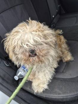 Shih Tzu Dogs Available for Adoption - Pen 231 Muggsy | PetCurious