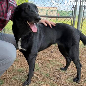 Shepherd Dogs Available for Adoption in Little Rock, Arkansas - Minnie | PetCurious