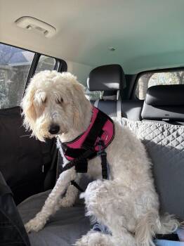 Standard Poodle and Golden Retriever Dogs Available for Adoption - Nova | PetCurious
