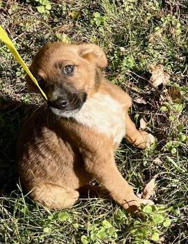 Rescue German Shepherd Dog and Labrador Retriever Dogs for Adoption in Glocester, Rhode Island - Ruby | PetCurious