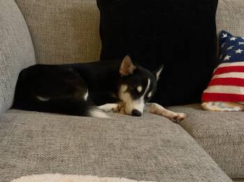 Cannoli -  Siberian Husky Dog for Adoption in Carrollton, Texas - Cannoli | PetCurious