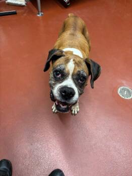 Lexi Jackson -  Boxer Dog for Adoption in Douglasville, Georgia - Lexi Jackson | PetCurious