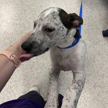 Tillman -  Australian Cattle Dog Blue Heeler Dog for Adoption in Des Moines, Iowa - Tillman | PetCurious
