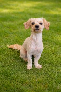 Rascal -  Maltese Dog Available for Adoption in Pumpkin Center, California - Rascal | PetCurious