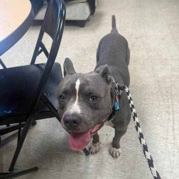 Max -  Pit Bull Terrier Dog for Adoption in East St. Louis, Illinois - Max | PetCurious