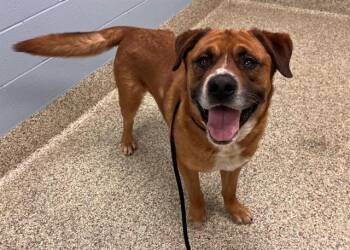 Mastiff and Mixed Breed Dogs Available for Adoption in Colorado Springs, Colorado - BIGGLESWORTH | PetCurious