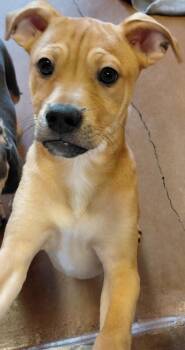 Mixed Breed Dogs Available for Adoption in Stanwood, Washington - Sven | PetCurious