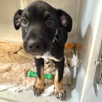 Gucci -  Cattle Dog and Mixed Breed Dog for Adoption in Saint Charles, Missouri - Gucci | PetCurious