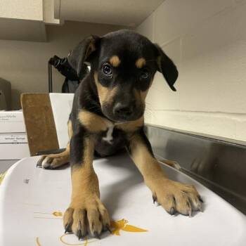 Doberman Pinscher Dogs Available for Adoption in San Antonio, Texas - R2-D2 | PetCurious
