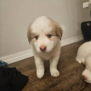 Junior -  Brittany Spaniel and Mixed Breed Dog for Adoption in Fayetteville, Arkansas - Junior | PetCurious