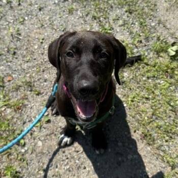 Robby -  Hound and Labrador Retriever Dog for Adoption in Enfield, New Hampshire - Robby | PetCurious